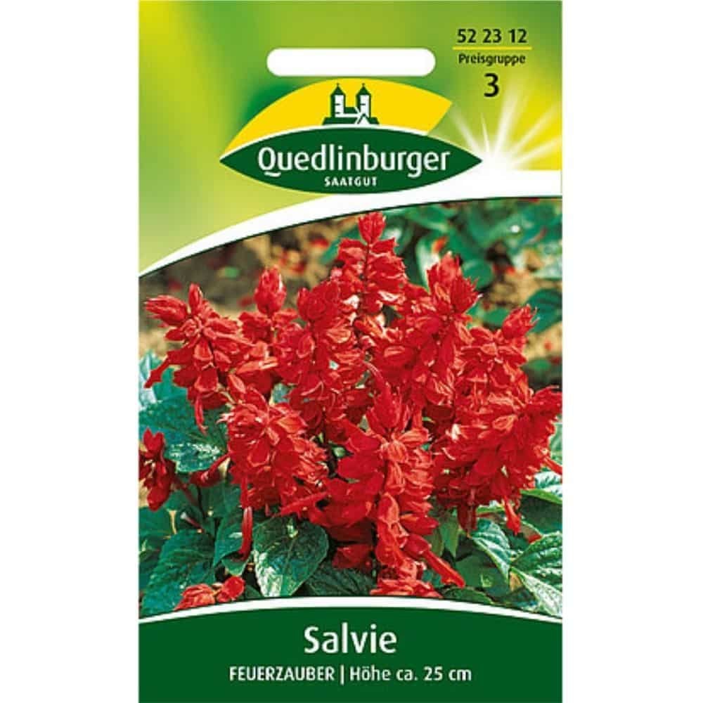 Salvia, Ohnivý kúzelník